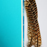 Handbound journal / notebook / diary - feather design